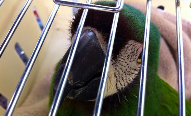 Raymond our first donated Parrot. Passed away June 2011 due to health complications. In his memory we set up Raymond's fund; a fund that will give us the ability to hire avain vet to come to us- saving our parrots the stress of travel.