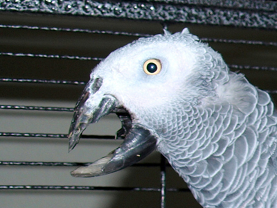 Lucky the Congo African Grey