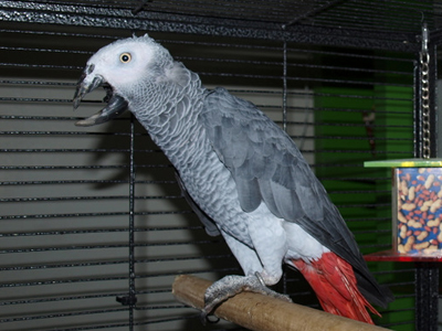 Lucky the Congo African Grey