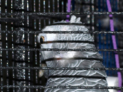 Lucky the Congo African Grey