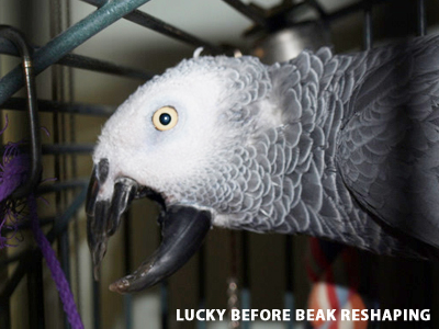 Lucky the Congo African Grey