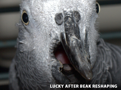 Lucky the Congo African Grey