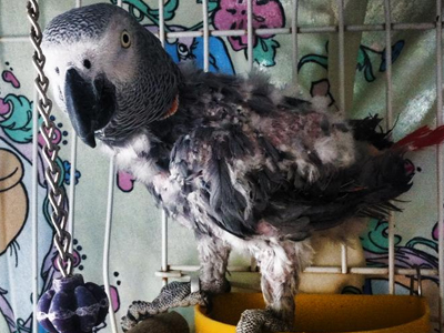 Peepah the Congo African Grey
