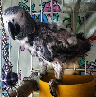Homey the Timneh African Grey parrot