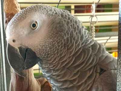 Smush the Congo African Grey