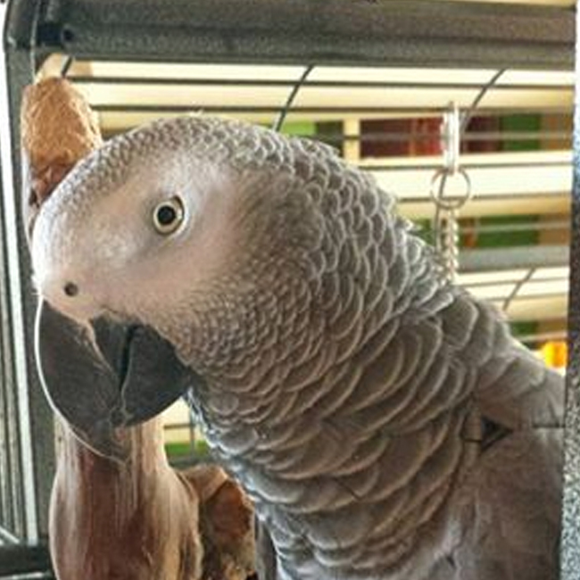 Smush the Congo African Grey parrot