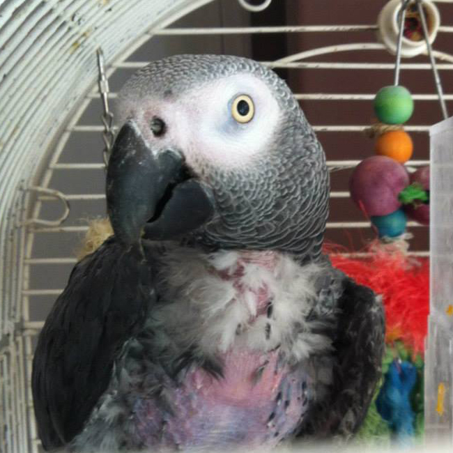 Zane Grey the Congo African Grey parrot
