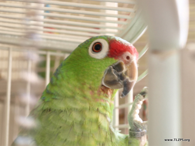 Jonah the Green-cheeked Amazon