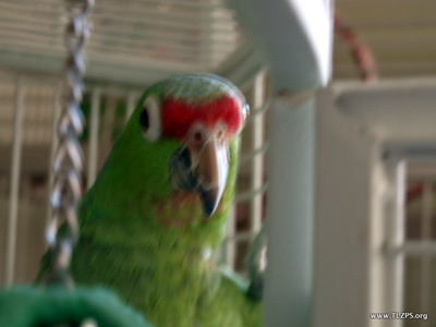 Jonah the Green-cheeked Amazon