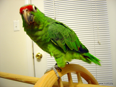 Jonah the Green-cheeked Amazon