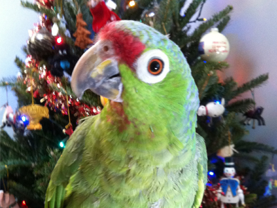 Jonah the Green-cheeked Amazon