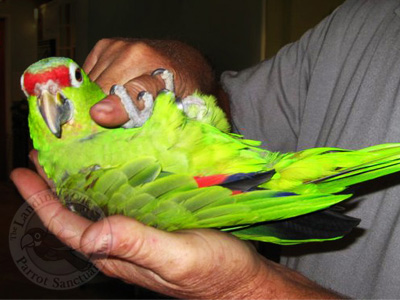 Jonah the Green-cheeked Amazon