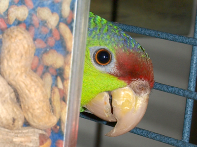 Abernethy the Lilac Crowned Amazon