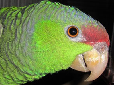 Abernethy the Lilac Crowned Amazon