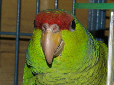 Abernethy the Lilac Crowned Amazon