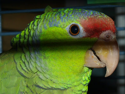 Abernethy the Lilac Crowned Amazon