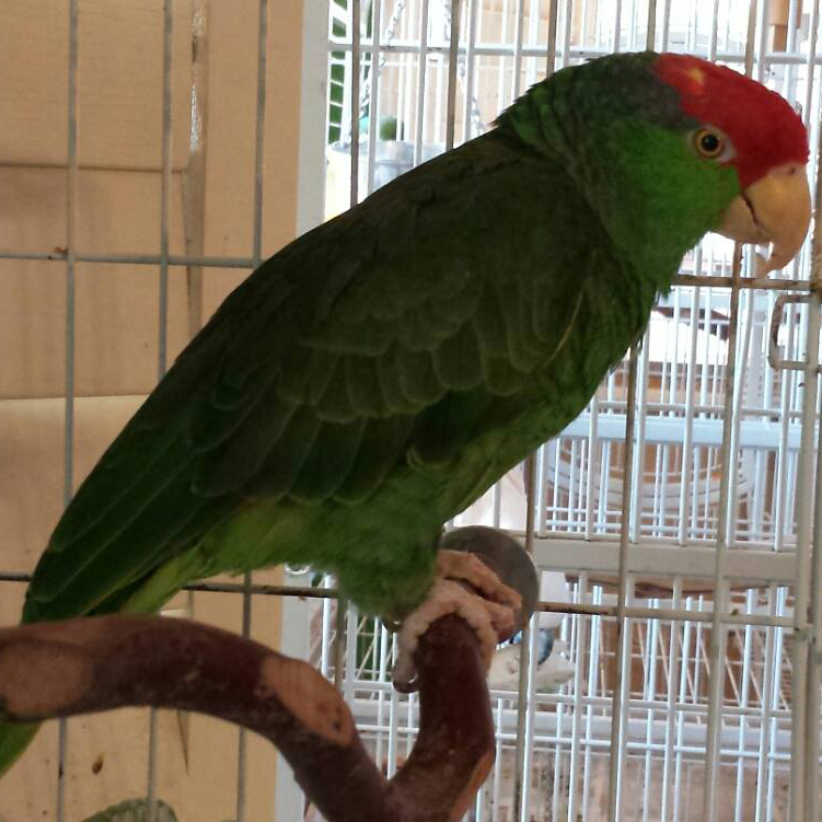 Chi Chi the Red Headed Amazon.