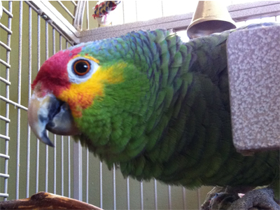 Tico the Yellow cheeked Amazon