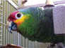 Tico the Yellow cheeked Amazon