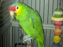 Tico the Yellow cheeked Amazon