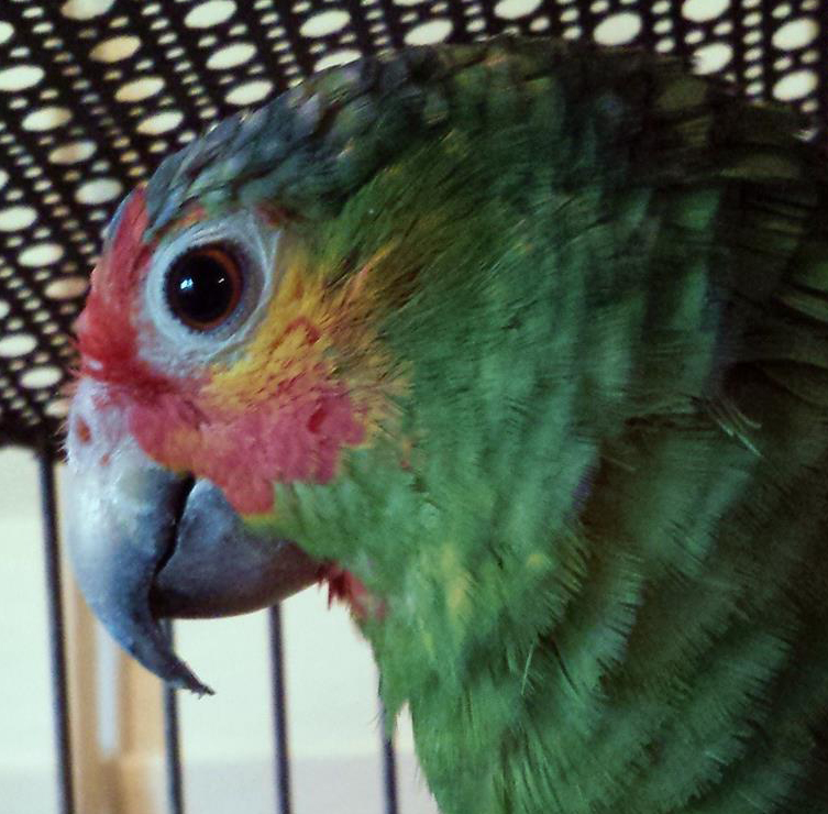 Pedeico, the male amazon.