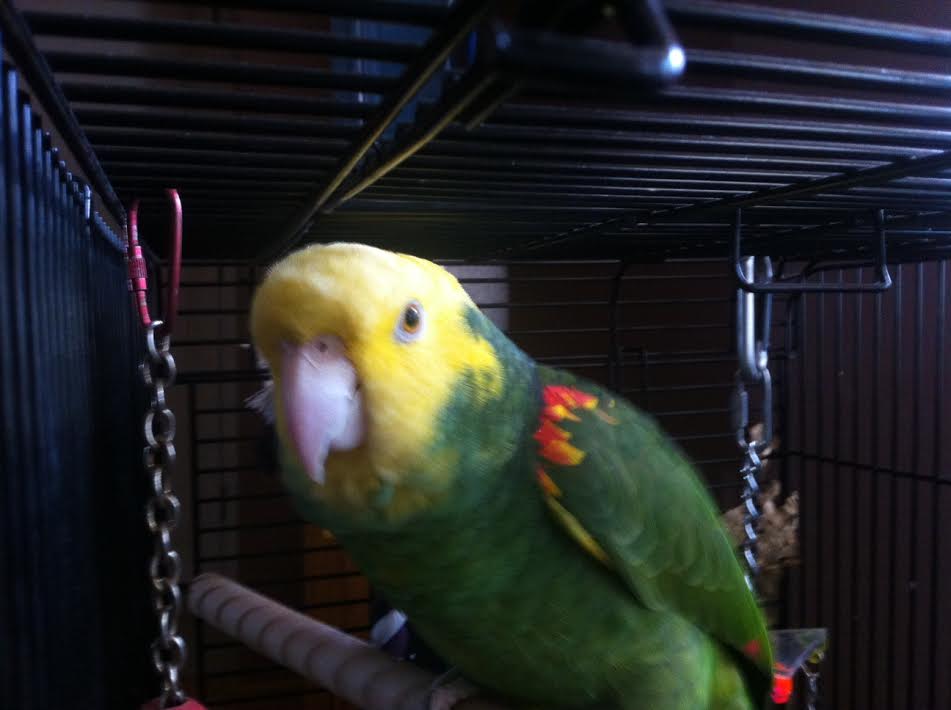 Bogey the Yellow Headed Amazon