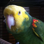 Bogey the Double Yellow Headed Amazon.