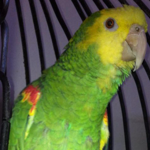 Emily the Double Yellow Headed Amazon.