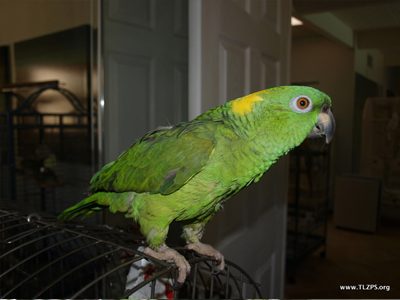 Cricket the Yellow Naped Amazon