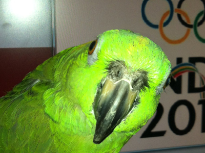 Cricket the Yellow Naped Amazon