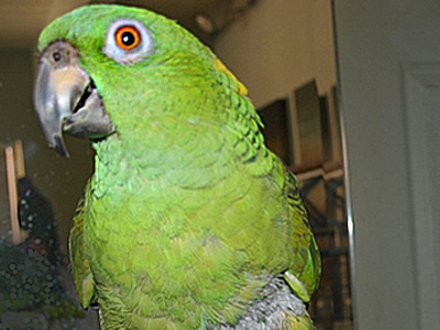 Cricket the Yellow Naped Amazon