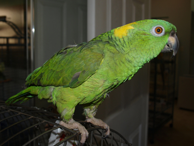 Cricket the Yellow Naped Amazon
