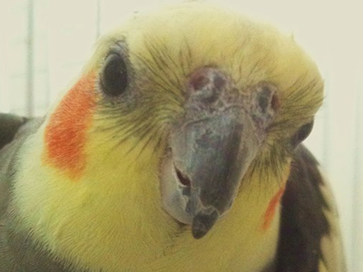 Oliver the Cockatiel