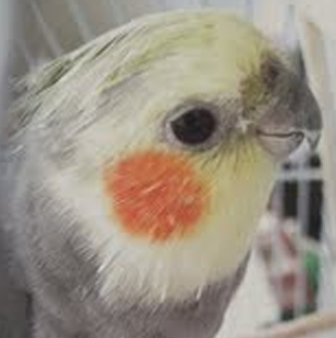 Lucky the Congo African Grey parrot