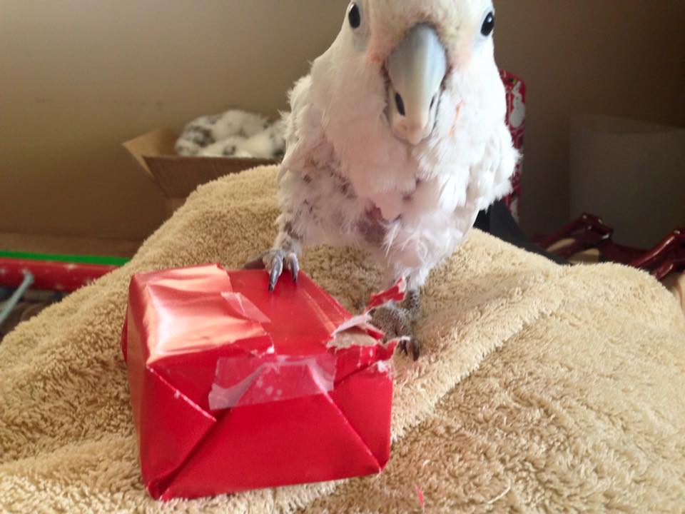Peachy the Goffins Cockatoo