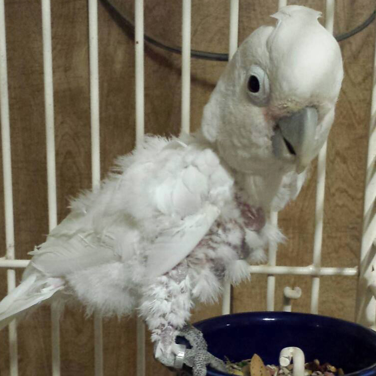 Peachy the Goffin's Cockatoo