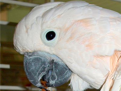 Herbie the Moluccan Cockatoo