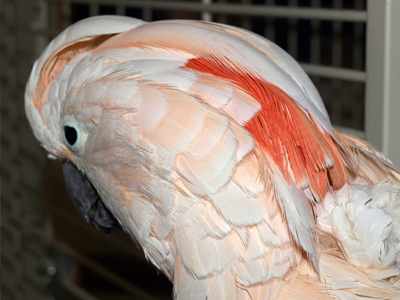 Herbie the Moluccan Cockatoo