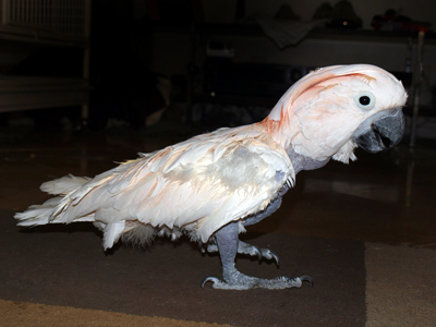 Herbie the Moluccan Cockatoo