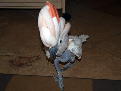 Herbie the Moluccan Cockatoo