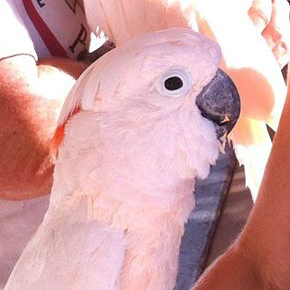 Julio, the male moullican cockatoo.