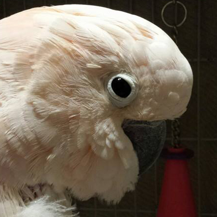 Kokomo, the female moullican cockatoo.