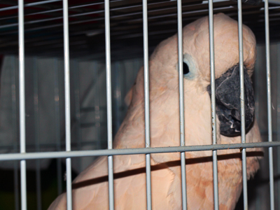 Peaches the Moluccan Cockatoo