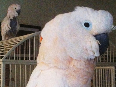 Peaches the Moluccan Cockatoo