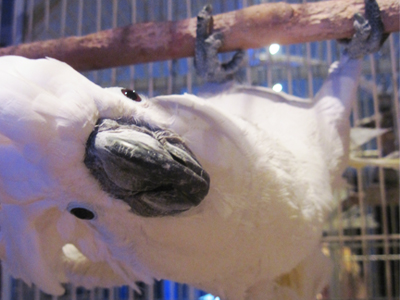 Baby the Umbrella Cockatoo