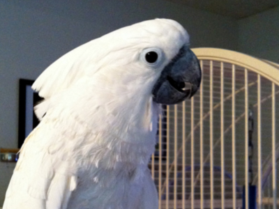 Baby the Umbrella Cockatoo