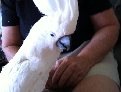 Baby the Umbrella Cockatoo