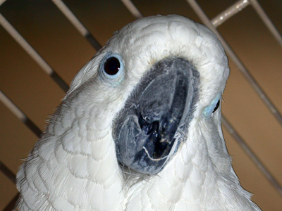 Baby the Umbrella Cockatoo