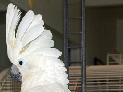 Chad the Umbrella Cockatoo