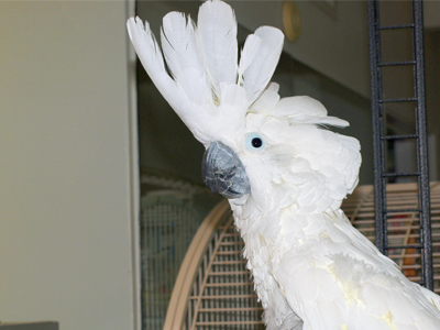 Chad the Umbrella Cockatoo